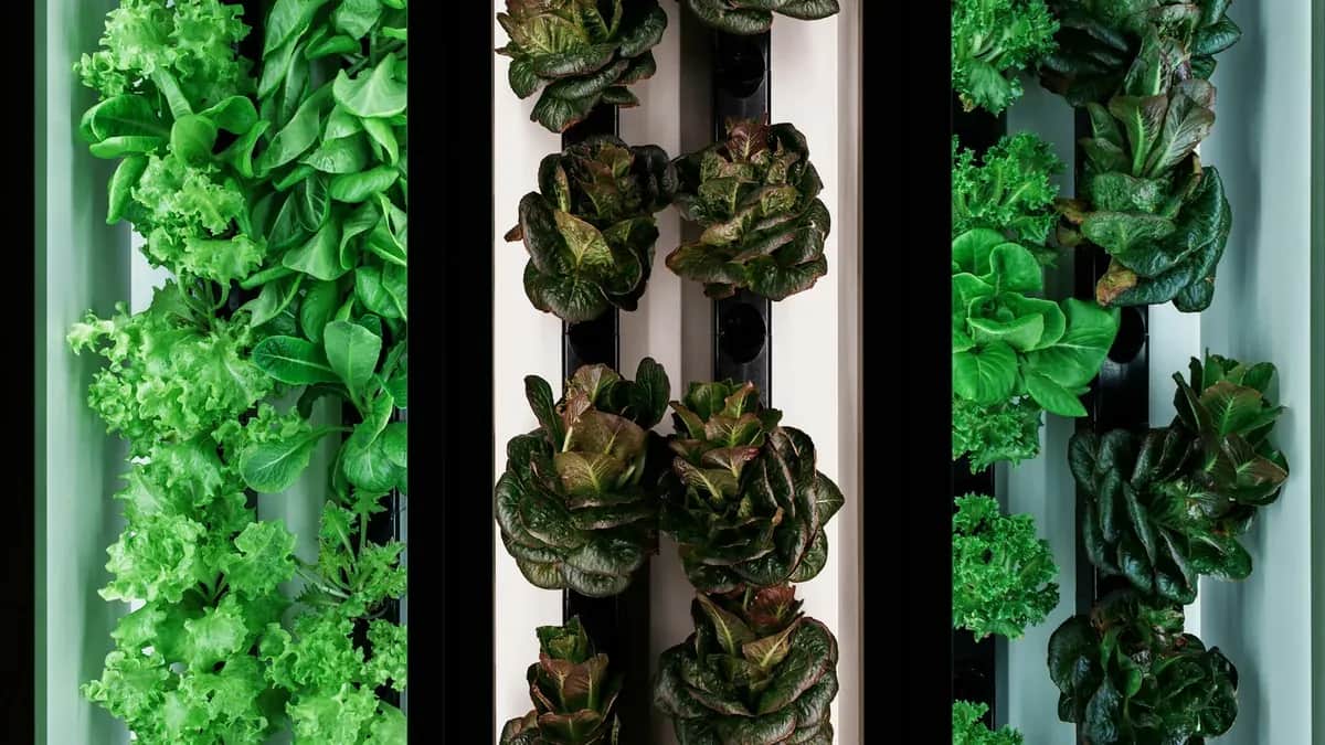 Can vertical urban farming feed cities, or only niches?