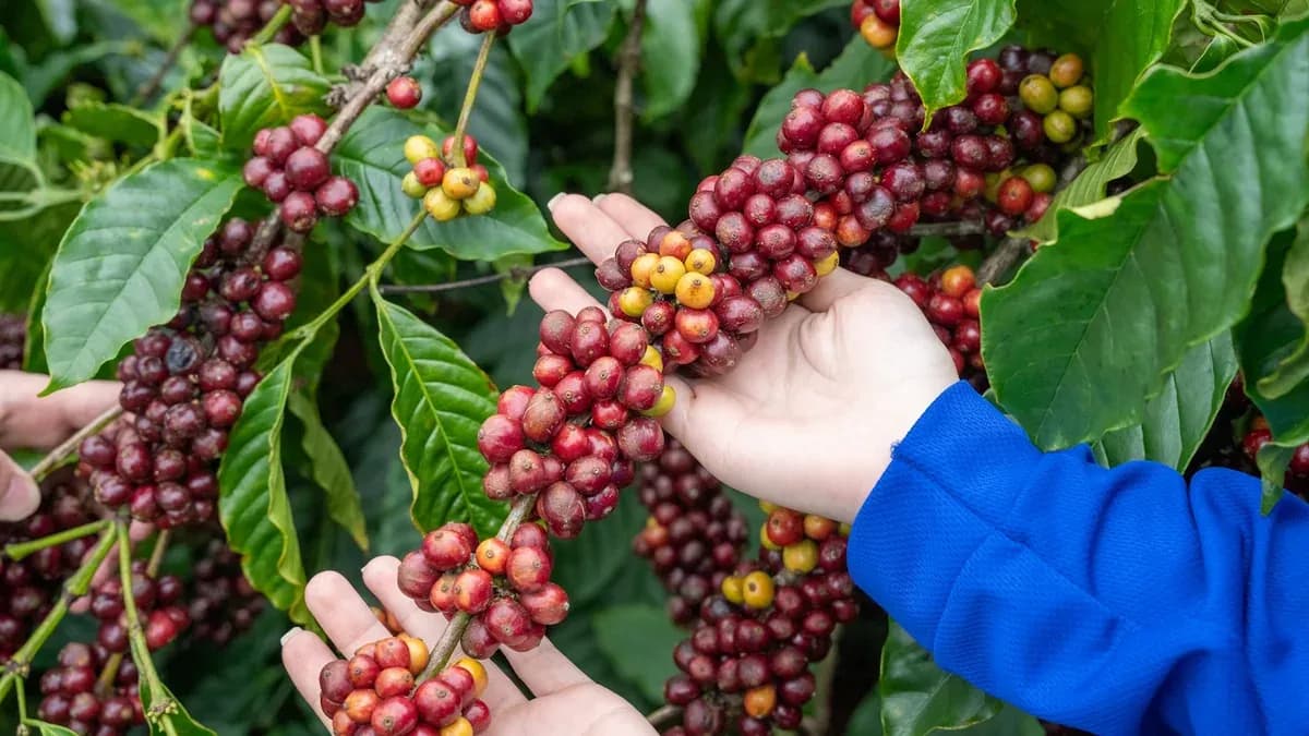 ¿Por qué el precio del café cambia tanto de una cosecha a otra?