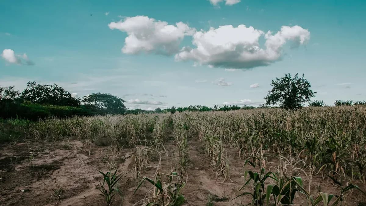 Cómo afectan El Niño y La Niña a los alimentos y a la energía