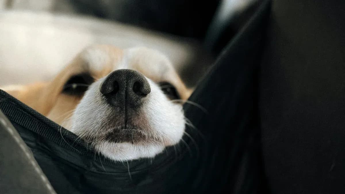 Car travel with a pet: safety, transport and adaptation