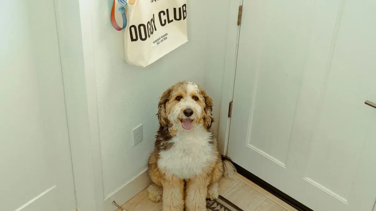 What to look for before choosing a dog daycare