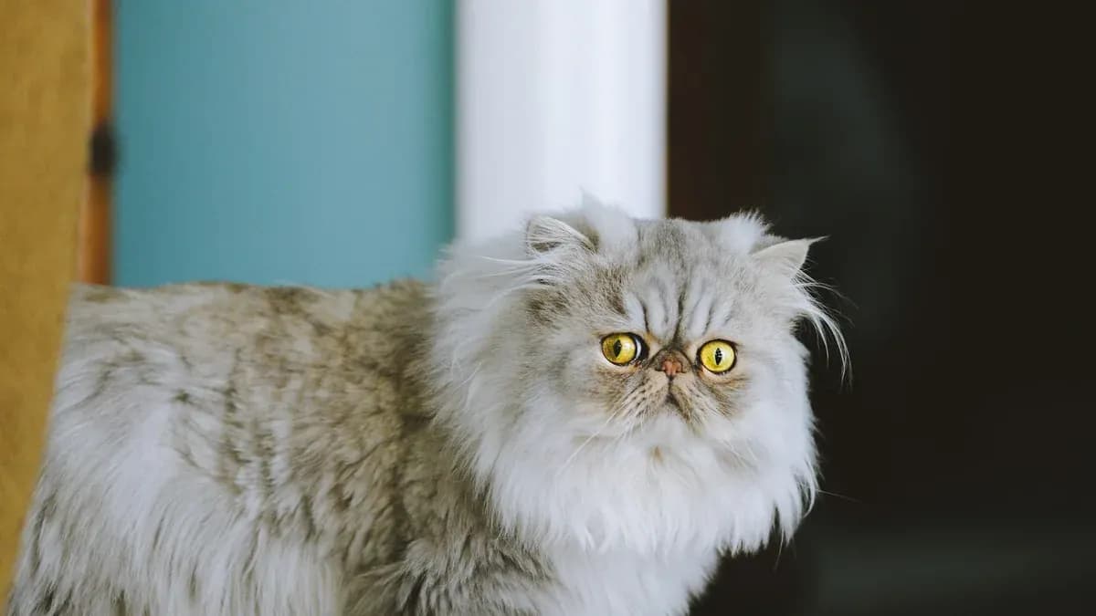 New cat at home: how to read the first days of adjustment