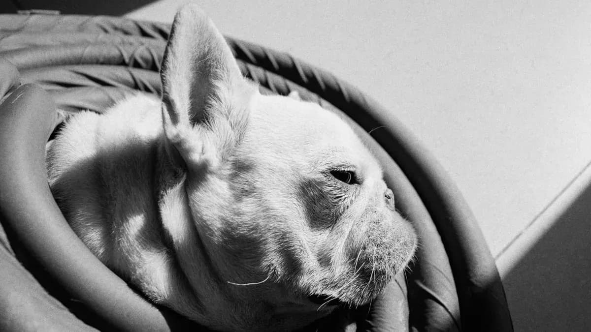 Brachycephalic dogs: what special care is needed