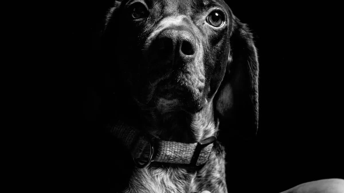 Quiz: do you understand basic dog body language?