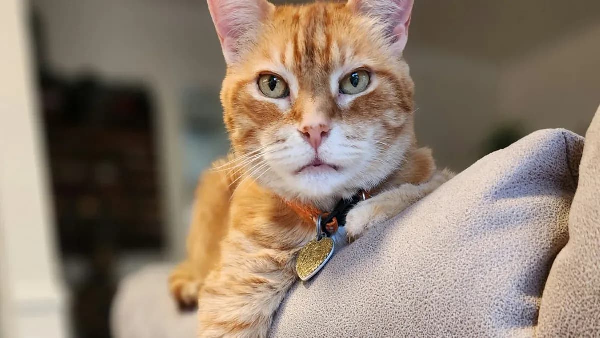 Senior cats: behaviour changes that deserve veterinary attention